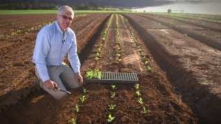 Transplanting Vegetable Seedlings [upl. by Silas]