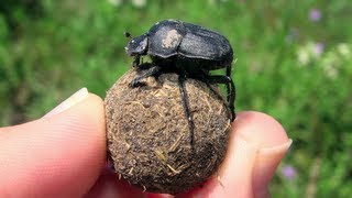 Science in Action Dung Beetles  California Academy of Sciences [upl. by Ardie701]