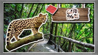 margay El pequeño leopardo latino  documental de animales salvajes [upl. by Prager]