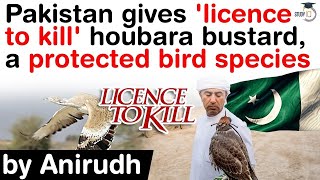 Houbara Bustard Hunting in Pakistan  Why Pakistan gives licence to kill protected bird species [upl. by Wendelin227]