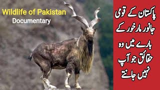 Markhor  Information and Facts about the National Animal of Pakistan  Wildlife of Pakistan [upl. by Wolpert19]