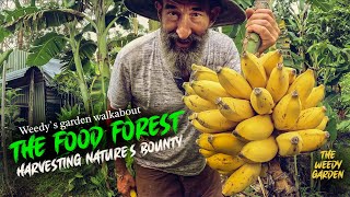 The Food Forest A Guide to Harvesting Nature’s Bounty  Harvesting from Your Food Forest [upl. by Hackathorn]