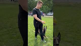 Mastering Focus Belgian Shepherd Malinois Obedience Training at Dog Pageant [upl. by Davina]