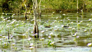 From Wasteland to Wetlands  Urunga Wetlands Remediation [upl. by Starobin]