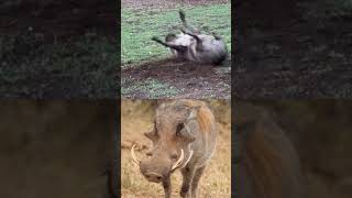 what is happening to Mr Kasongo today 😅foryou wildlife funnyanimlas trending shorts fyp [upl. by Aryamo735]