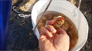 linnesco del PAGURO vivo e guardate che succede Pesca a fondo dalla scogliera rock fishing [upl. by Sutsuj]