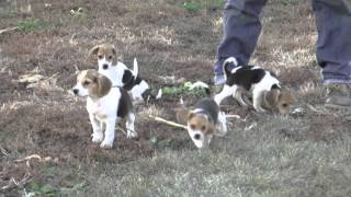 Beagle Puppies for Sale from wwwdyerfarmscom [upl. by Haroved]