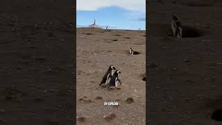 Top 10 curiosidades de Chile parte 3  pingüinos 🐧🇨🇱 [upl. by Rodama]