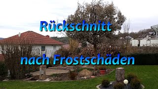 Eucalyptus gunnii  Rückschnitt nach Frostschäden [upl. by Cristabel313]