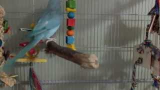 Indian Ringnecks New Cage  Parrot Cage Tour [upl. by Nanice357]