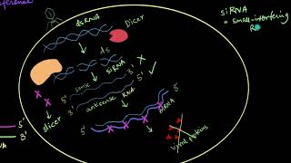 Mechanism of RNA Interference  Biotechnology and its Applications  Biology  Khan Academy [upl. by Emmaline]