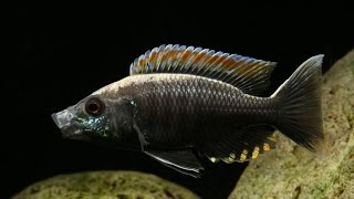 INCREDIBLY BEAUTIFUL TROPICAL AQUARIUM FISH  COPADICHROMIS VIRGINALIS FIRECREST [upl. by Phyllis]