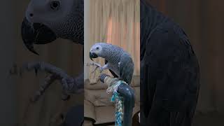 Chikkuttan playing with feather  Malayalam talking parrot  African grey parrot shortsvideo [upl. by Fransen]