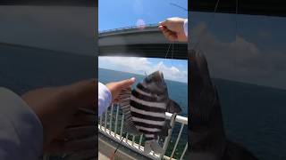 SHEEPSHEAD FISHING IN THE OUTER BANKS NC fishing saltwater fishingvideo fish obx outerbanks [upl. by Naldo]