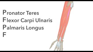 Muscles of the Anterior Forearm  Animated Anatomy [upl. by Kline]