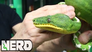 AMAZON BASIN EMERALD TREE BOA  FIRST SNAKE  VLOG 16 [upl. by Hainahpez140]