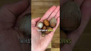 Which acorns are best for eating foraging acorns oak [upl. by Klement120]