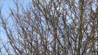 Waxwings over Stonebridge City Farm Nottingham England [upl. by Massimiliano636]