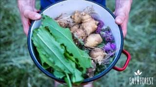 Forest to Plate Foraging for natural food in Brussels [upl. by O'Hara]