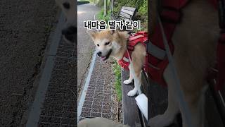 임영웅 내마음 별과 같이 뮤직비디오 주연콩시바뭉이 장소협찬물빛공원 제작시바뮤직 shorts viral dog [upl. by Gentes]