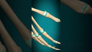 Metacarpophalangeal joint interphalangeal joint of hand flexion extension fingerjoints [upl. by Anitsihc]