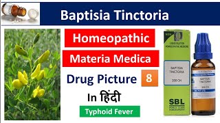 Baptisia Tinctoria Homeopathic Medicine in Hindi  Drug Picture  Materia Medica bhms [upl. by Yrag437]