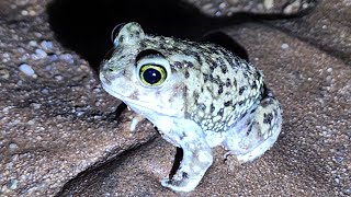 Couchs Spadefoot Toad [upl. by Ashwell]