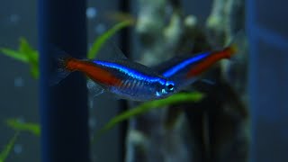 How to breed Neon Tetras [upl. by Donnenfeld]