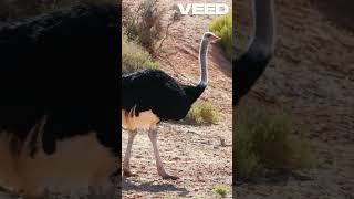 Ostrich Natures Giant Bird Champion [upl. by Thorncombe145]