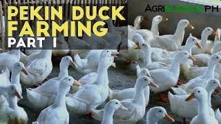 Pekin Duck Farming Part 1  Pekin Duck Industry in the Philippines [upl. by Coleen]