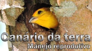 Manejo para reproduzir o Canário da terra fácil [upl. by Namlak]