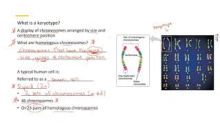 Karyotype 1 [upl. by Hannus]