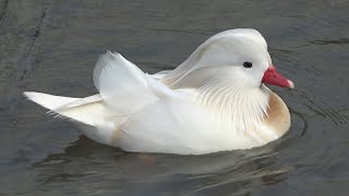 Mandarin Duck [upl. by Rema370]