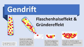 Gendrift Flaschenhalseffekt Gründereffekt Evolutionsmechanismen Biologie Evolution Oberstufe [upl. by Alyakcim]