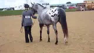 2008 British Appaloosa Society National [upl. by Olleina]