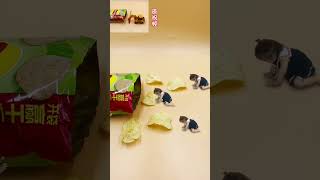 After eating these potato chips you owe 800 calories Stopmotion animation Its time to show [upl. by Trebled371]