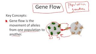 Gene Flow [upl. by Akihsan]