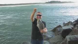 Luderick at the Noosa River mouth [upl. by Neeham]