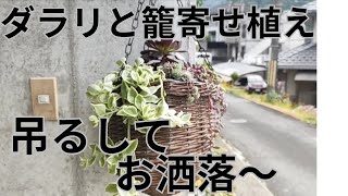 【vlog１７８多肉植物】2024、6ハンギングバスケットで寄せ植え。素敵！ [upl. by Neenaj]