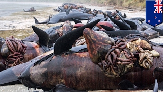 Whale explosion Hundreds of New Zealand whale carcasses punctured to prevent popping  TomoNews [upl. by Arimas816]