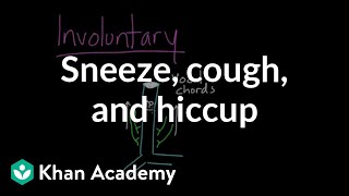 Sneeze cough and hiccup  Respiratory system physiology  NCLEXRN  Khan Academy [upl. by Prince]