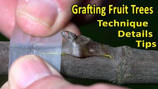 CHIPBUD EASY GRAFTING TECHNIQUE  Peach Plum Citrus Kiwi Grape Fig  FRUIT TREE GRAFTING [upl. by Gnoy215]