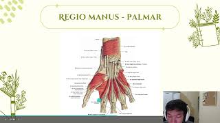 Anatomi Musculus pada Regio Antebrachii dan Regio Manus [upl. by Ketti]