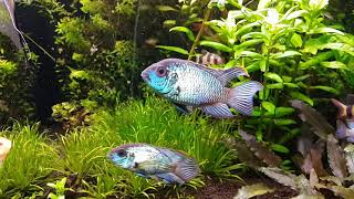 Electric Blue Acara Andinoacara pulcher [upl. by Nakre298]