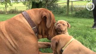 Bordeauxdog met 18 pups in Deest [upl. by Skolnik]