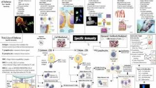 Immune System Part 2 Specific Defense [upl. by Vail]