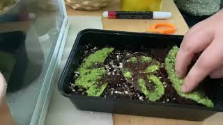 Begonia leaf propagation  begonia iron cross  Gardening [upl. by Naoj]