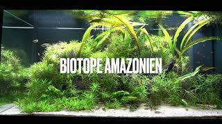 Biotope style amazonien juwel RIO 350 HD [upl. by Asselam]