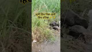 कृषी निष्ठा 🙏royalशेतकरी youtubeshorts ytshorts shortsviral royalshetkari youtuber youtube 🙏🌾 [upl. by Ytoc]