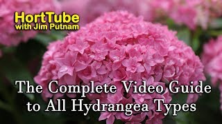 The Complete Video Guide to Most Hydrangea Types [upl. by Acissj825]